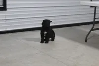 Male, a male Giant Schnauzer for sale in Dundee, OH – Photo 4 of 8