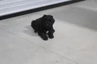 Male, a male Giant Schnauzer for sale in Dundee, OH – Photo 7 of 8