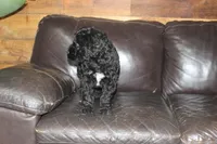 Male, a male Giant Schnauzer for sale in Dundee, OH – Photo 2 of 8