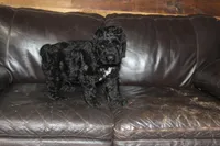 Male, a male Giant Schnauzer for sale in Dundee, OH – Photo 3 of 8