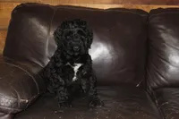 Male, a male Giant Schnauzer for sale in Dundee, OH – Photo 1 of 8