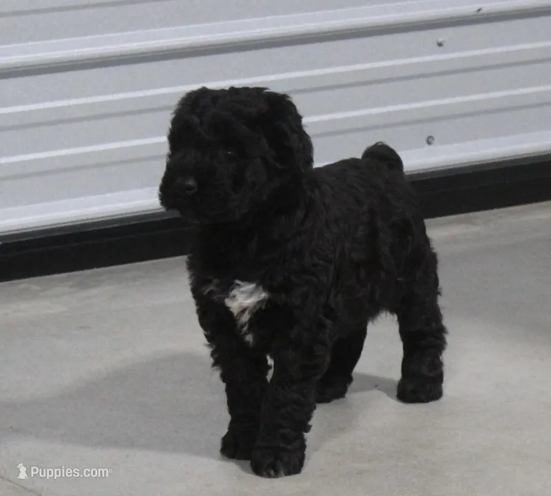 Male – Giant Schnauzer puppy for sale in Dundee, OH
