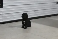 Male, a male Giant Schnauzer for sale in Dundee, OH – Photo 6 of 8