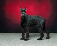 Male, a male Giant Schnauzer for sale in Dundee, OH – Photo 8 of 8