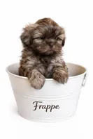 Frappe , a male Shih Tzu for sale in Fairland, IN – Photo 1 of 3