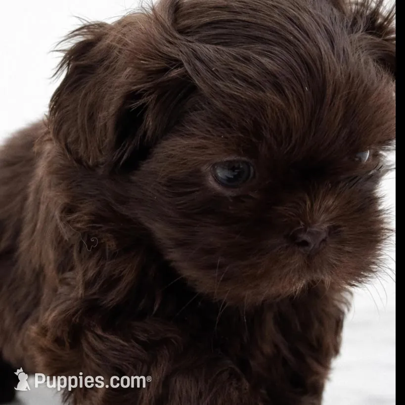 Maxwell , a male Shih Tzu for sale in Fairland, IN – Photo 2 of 2