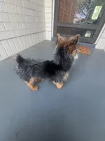 Ellie Lou 💕 , a female Morkie for sale in Wichita, KS – Photo 4 of 5