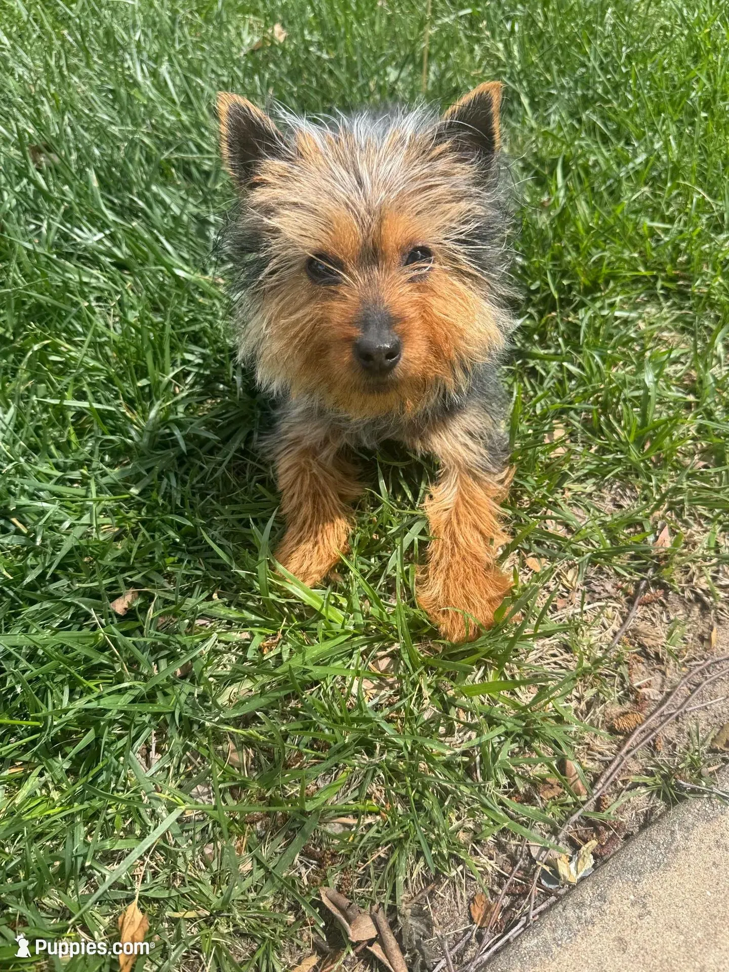 Ellie Lou 💕 , a female Morkie for sale in Wichita, KS – Photo 1 of 5