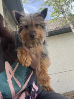 Ellie Lou 💕 , a female Morkie for sale in Wichita, KS – Photo 5 of 5