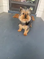 Ellie Lou 💕 , a female Morkie for sale in Wichita, KS – Photo 3 of 5