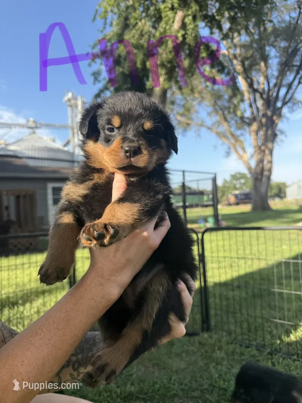 Anne – Rottweiler puppy for sale in Abilene, KS