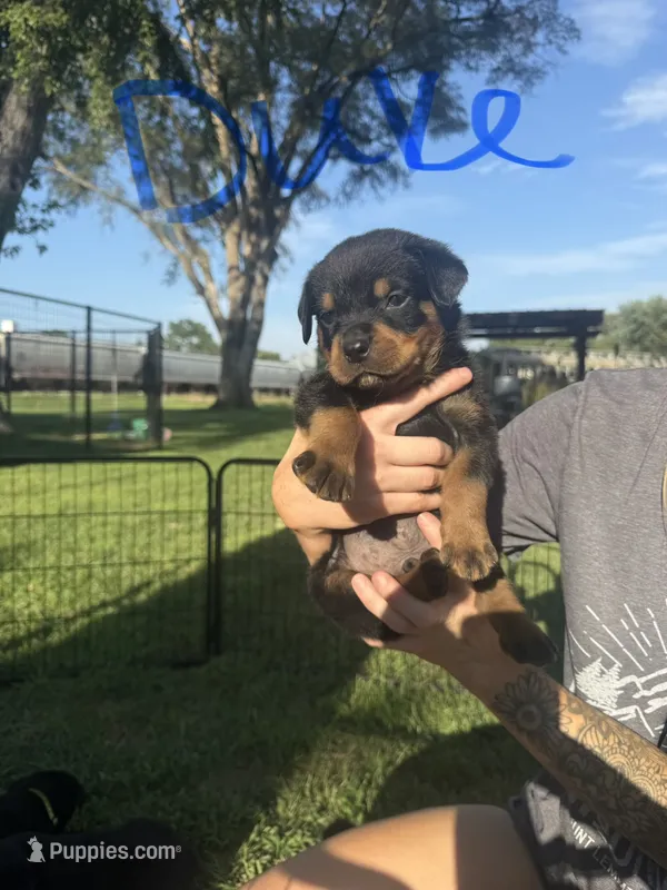 Duke  – Rottweiler puppy for sale in Abilene, KS
