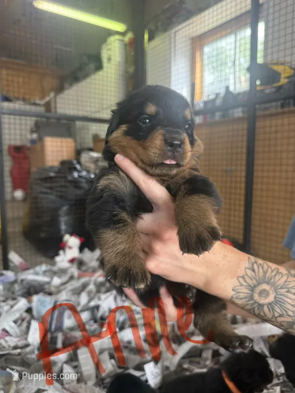 Anne – Rottweiler puppy for sale in Abilene, KS