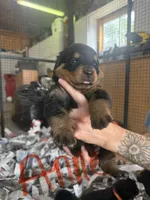 Anne, a female Rottweiler for sale in Abilene, KS – 1 of 1