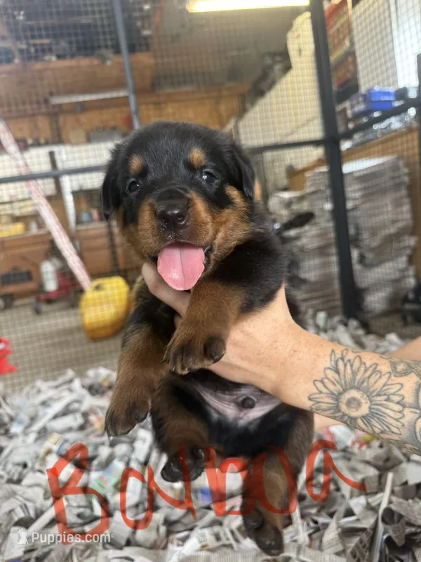 Balboa – Rottweiler puppy for sale in Abilene, KS