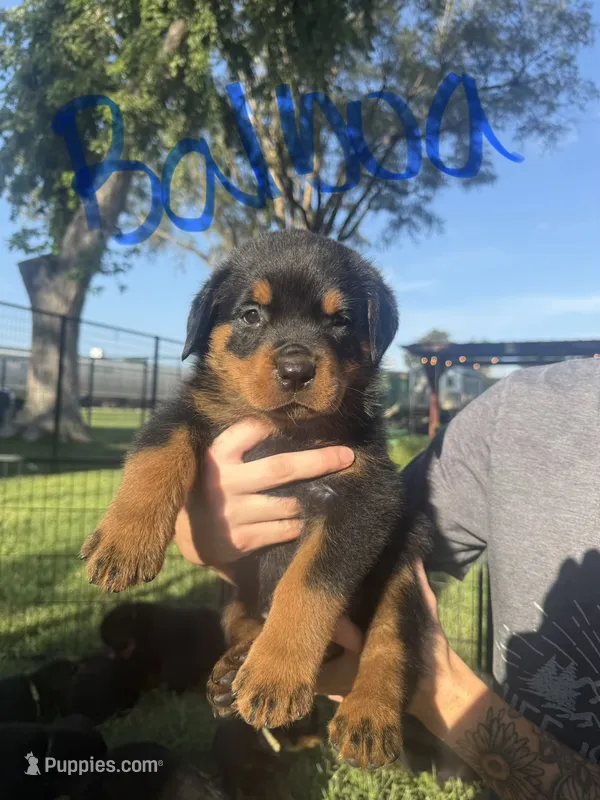 Balboa – Rottweiler puppy for sale in Abilene, KS