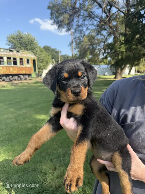 Ma Barker  – Rottweiler puppy for sale in Abilene, KS