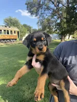 Ma Barker , a female Rottweiler for sale in Abilene, KS – 1 of 1