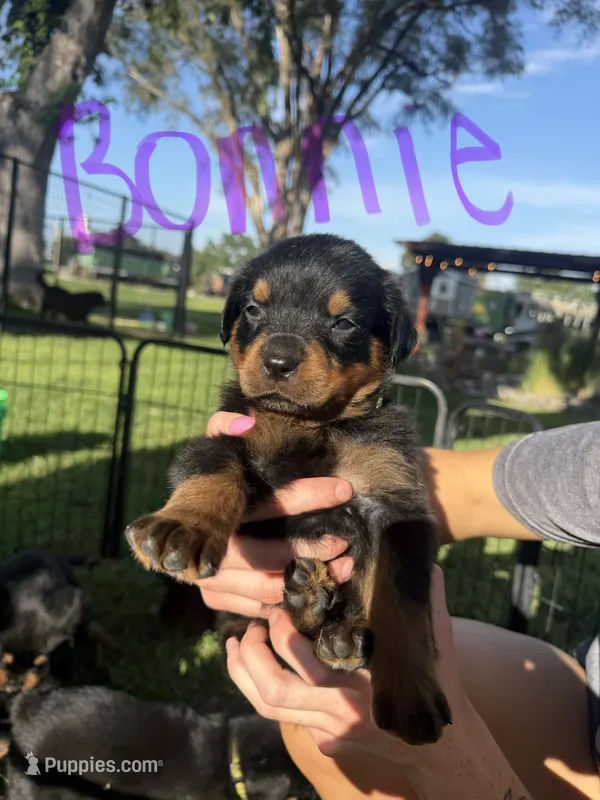 Bonnie  – Rottweiler puppy for sale in Abilene, KS