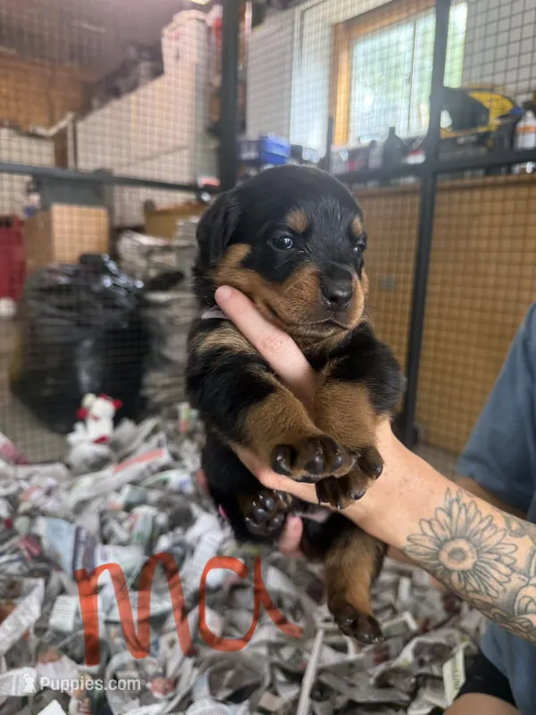 Ma Barker  – Rottweiler puppy for sale in Abilene, KS