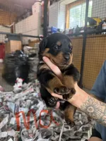 Ma Barker , a female Rottweiler for sale in Abilene, KS – 1 of 1