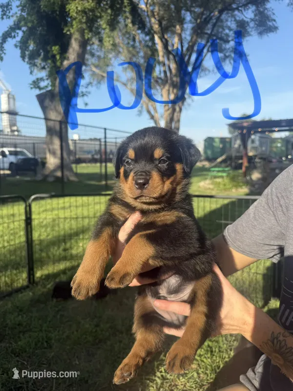 Rocky – Rottweiler puppy for sale in Abilene, KS