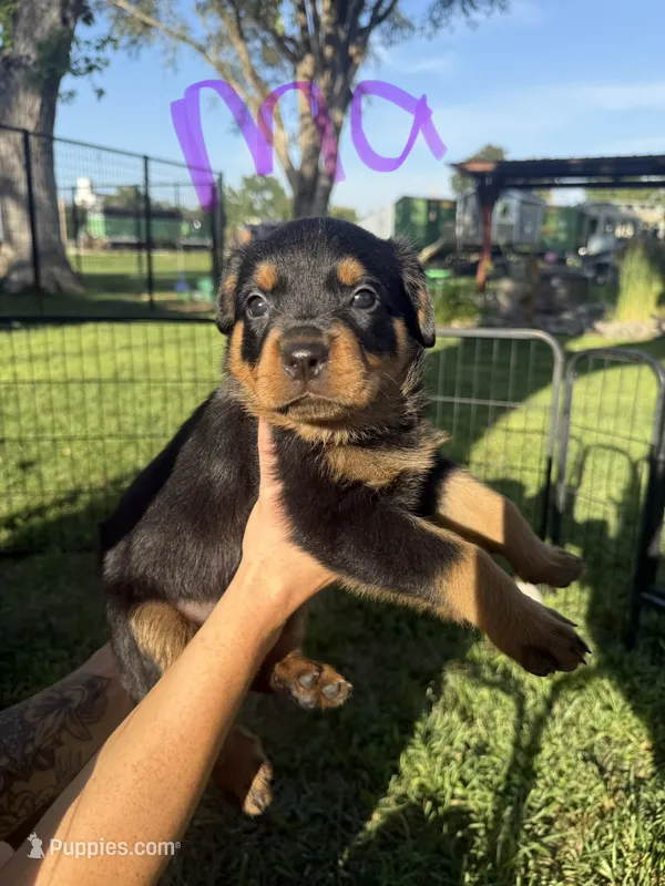 Ma Barker  – Rottweiler puppy for sale in Abilene, KS