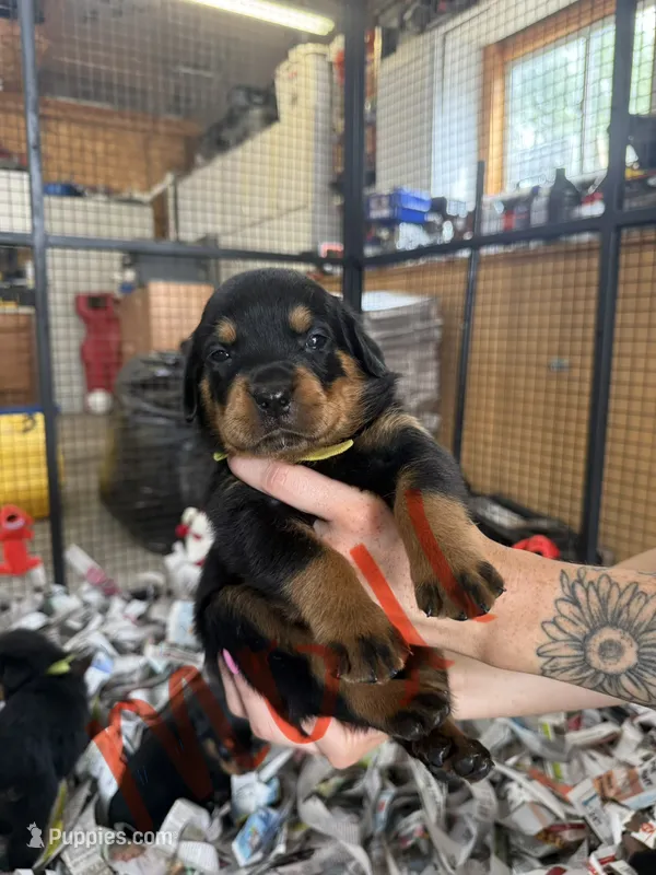 Moll – Rottweiler puppy for sale in Abilene, KS