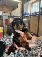 Moll, a female Rottweiler for sale in Abilene, KS – 1 of 1