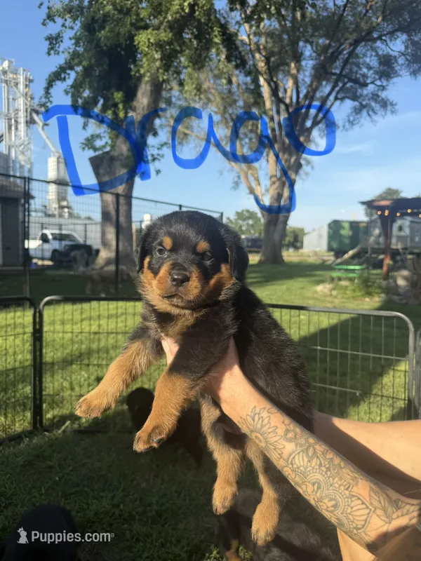 Drago  – Rottweiler puppy for sale in Abilene, KS