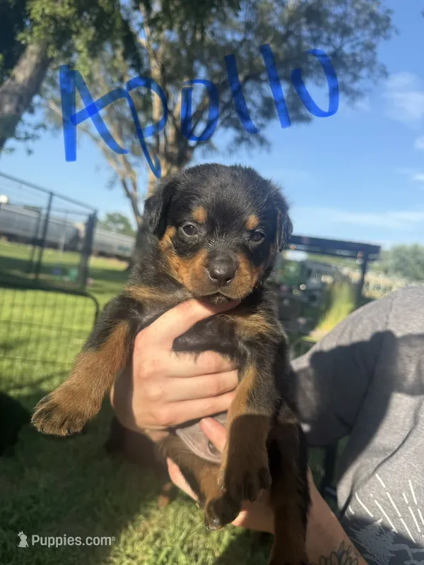 Apollo – Rottweiler puppy for sale in Abilene, KS