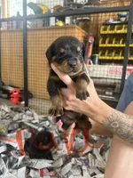 Duke , a male Rottweiler for sale in Abilene, KS – 1 of 1