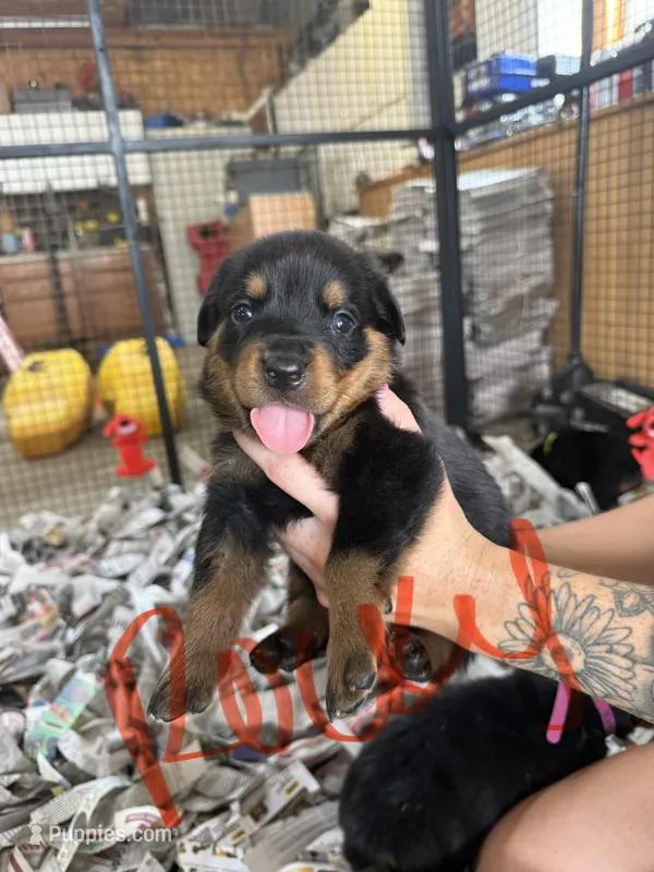 Rocky – Rottweiler puppy for sale in Abilene, KS