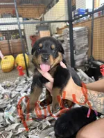 Rocky, a female Rottweiler for sale in Abilene, KS – 1 of 1