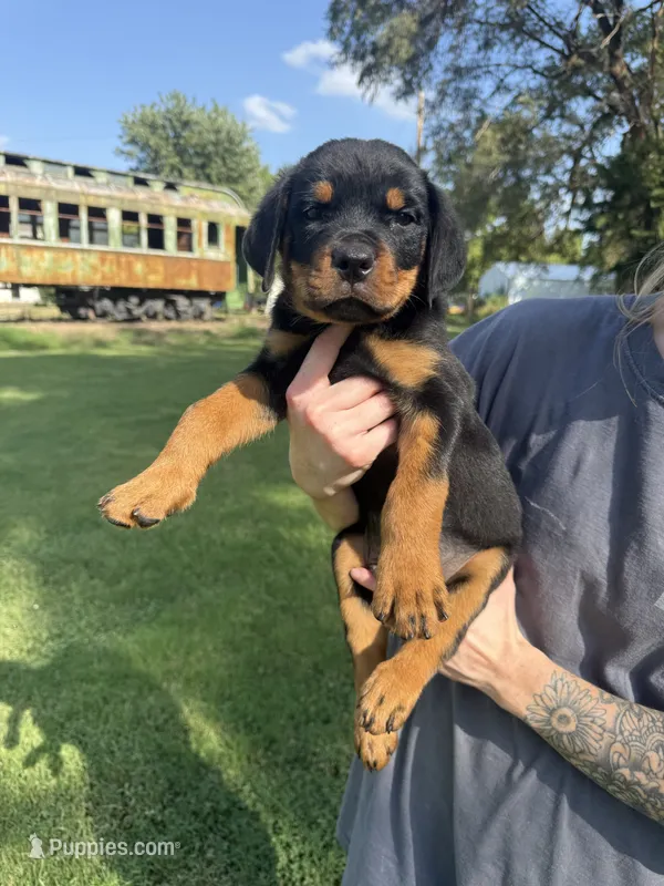Apollo – Rottweiler puppy for sale in Abilene, KS