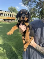 Apollo, a male Rottweiler for sale in Abilene, KS – 1 of 1