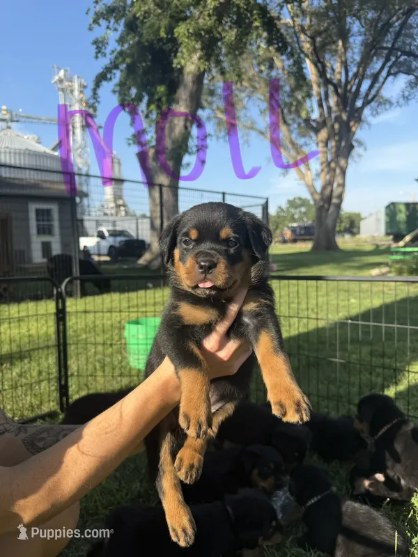 Moll – Rottweiler puppy for sale in Abilene, KS