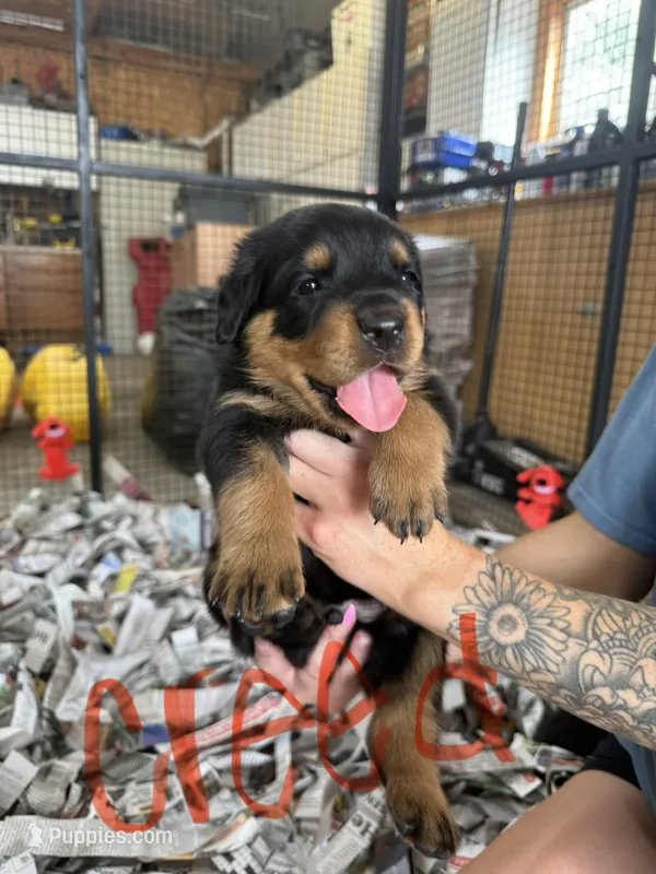 Creed – Rottweiler puppy for sale in Abilene, KS