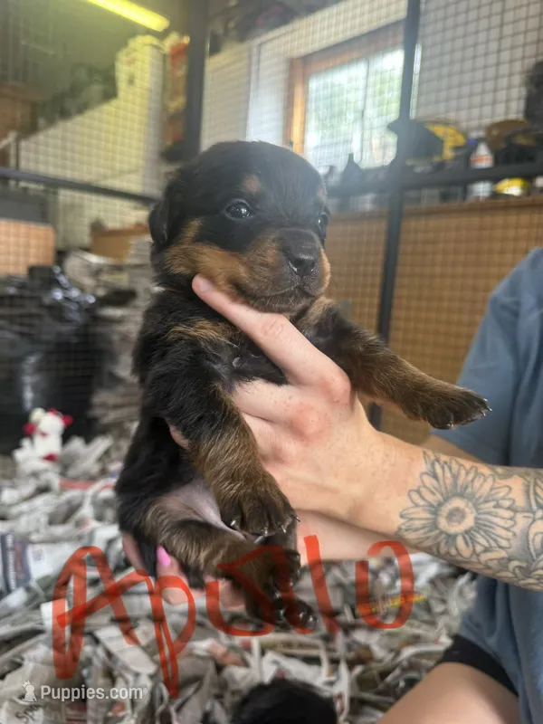 Apollo – Rottweiler puppy for sale in Abilene, KS