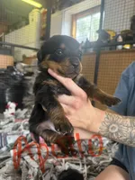 Apollo, a male Rottweiler for sale in Abilene, KS – 1 of 1