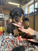 Drago , a male Rottweiler for sale in Abilene, KS – 1 of 1