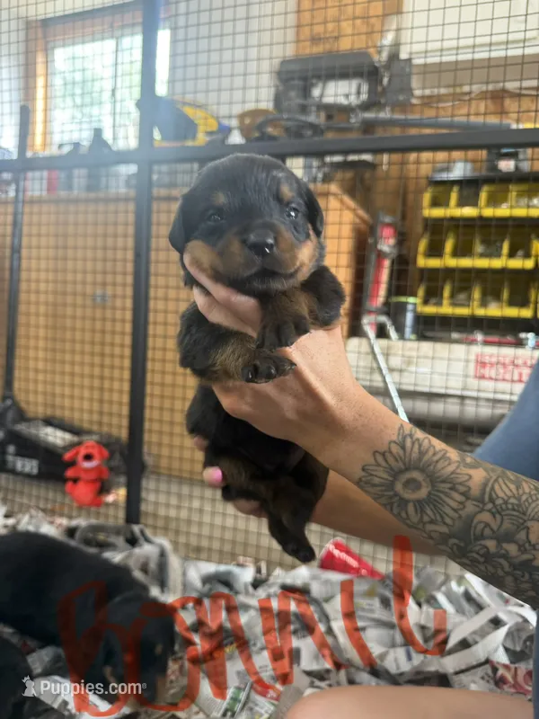Bonnie  – Rottweiler puppy for sale in Abilene, KS