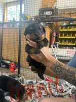 Bonnie , a male Rottweiler for sale in Abilene, KS – 1 of 1