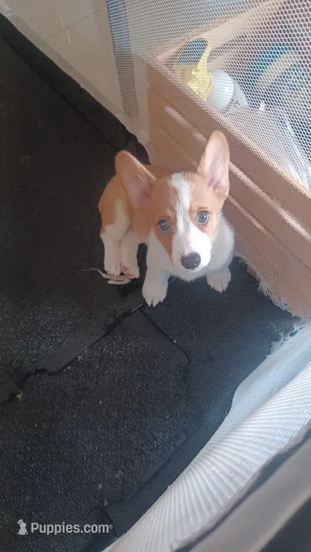 Cindy – Pembroke Welsh Corgi puppy for sale in Miramar, FL