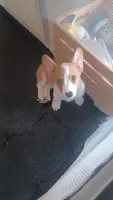 Cindy, a female Pembroke Welsh Corgi for sale in Miramar, FL – 1 of 3
