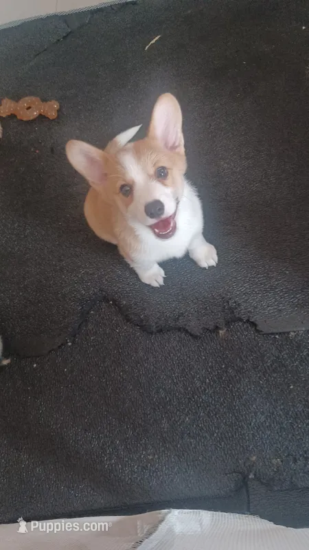 Ginger – Pembroke Welsh Corgi puppy for sale in Miramar, FL