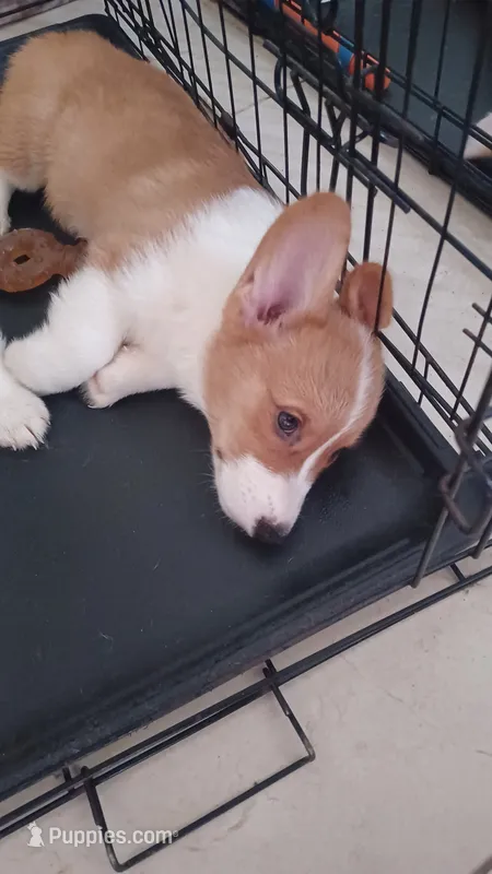 Max – Pembroke Welsh Corgi puppy for sale in Miramar, FL