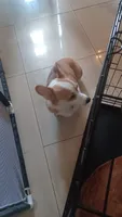 Cindy, a female Pembroke Welsh Corgi for sale in Miramar, FL – 3 of 3