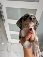 Meet-unique , a female Miniature Dachshund for sale in Kissimmee, FL – 6 of 9