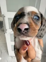 Meet-unique , a female Miniature Dachshund for sale in Kissimmee, FL – 4 of 9